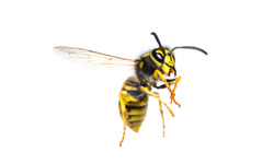 European Wasps