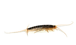 Damaging Silverfish