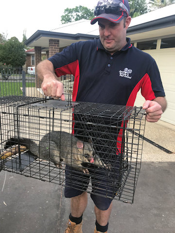 Possum Removal Hobart